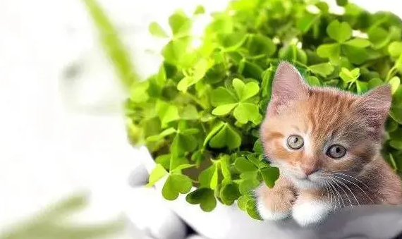 哪些植物对猫有毒？铲屎官一定要清楚！