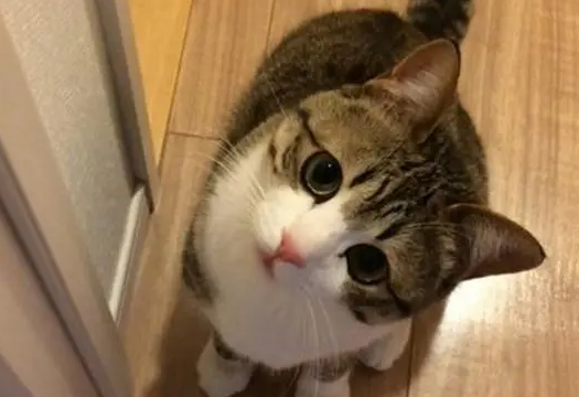 一文告诉你，猫为什么喜欢歪着头看人？