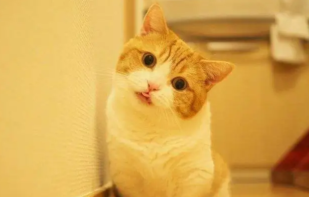 一文告诉你，猫为什么喜欢歪着头看人？