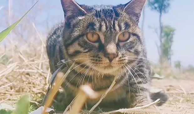 狸花猫为什么爱咬人？来这里看看吧~