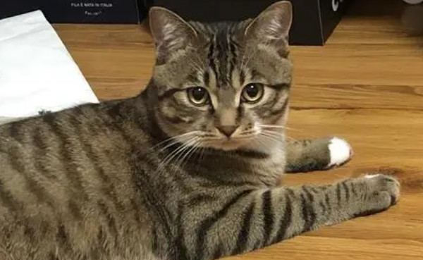 狸花猫为什么爱咬人？来这里看看吧~