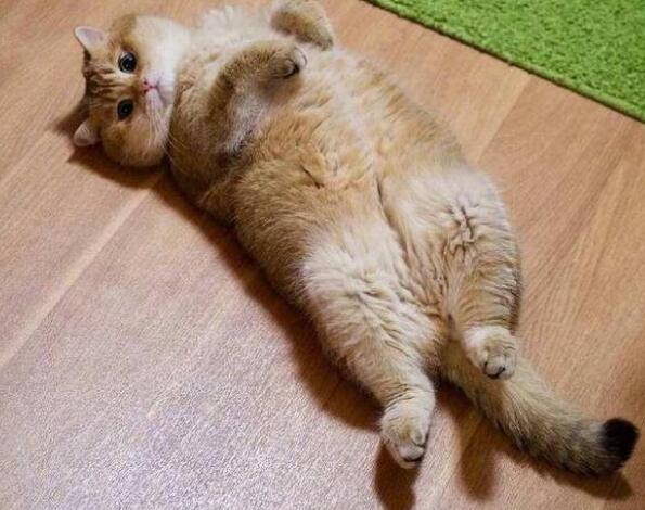 教你如何让猫咪的身材变好？一起来学习！