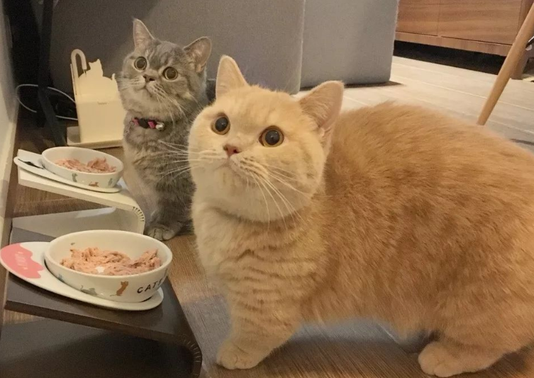 教你如何让猫咪的身材变好？一起来学习！