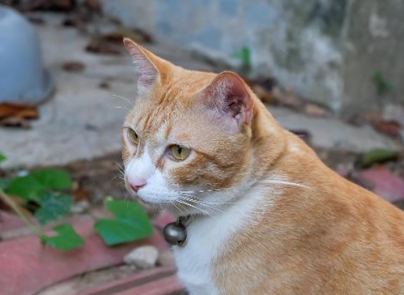 野猫为什么会跳到人身上，原因原来是这个？