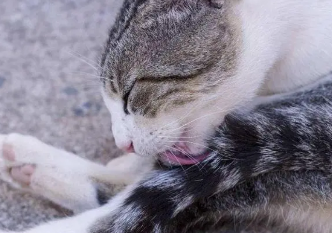 猫为什么一直舔自己的宝宝？原因是这！
