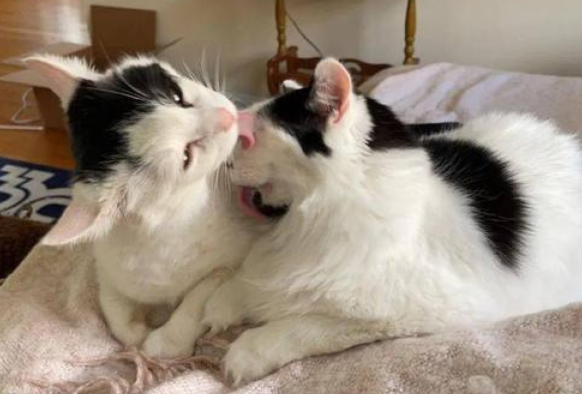 猫为什么一直舔自己的宝宝？原因是这！