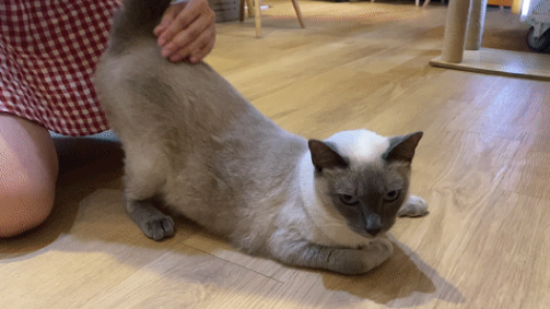 你知道猫为什么喜欢拍屁股？了解一下吧