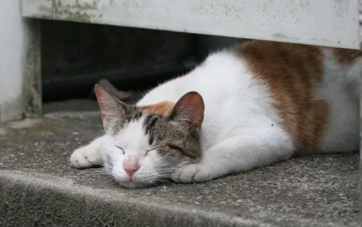 猫咪科普：流浪猫为什么要绝育？