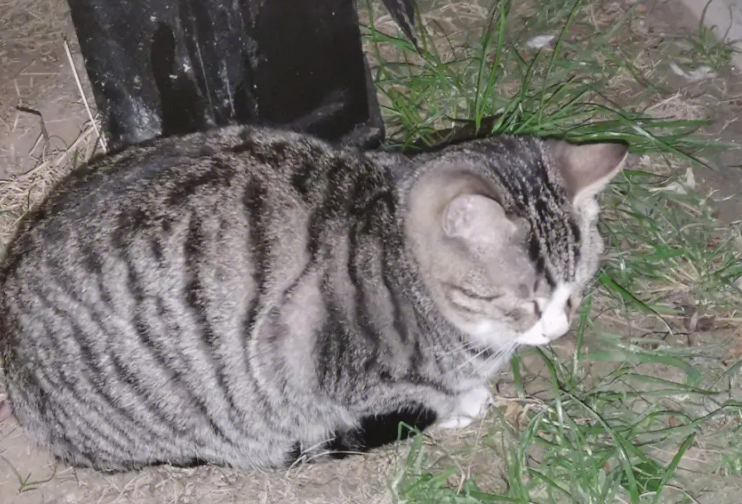 猫咪科普：流浪猫为什么要绝育？