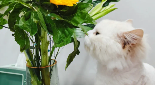 小猫为什么会喜欢去吃树叶，了解一下吧