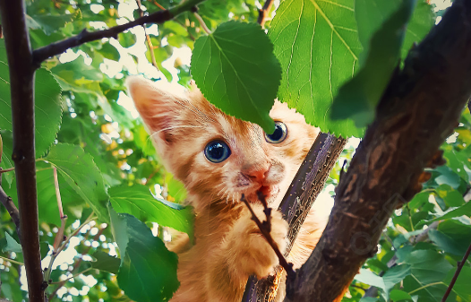 小猫为什么会喜欢去吃树叶，了解一下吧