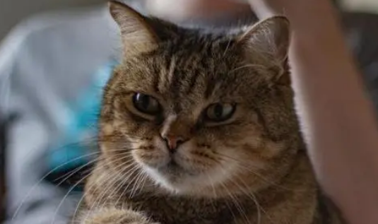养猫小知识：猫为什么一直看人？