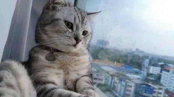 养猫小知识：猫为什么一直看人？