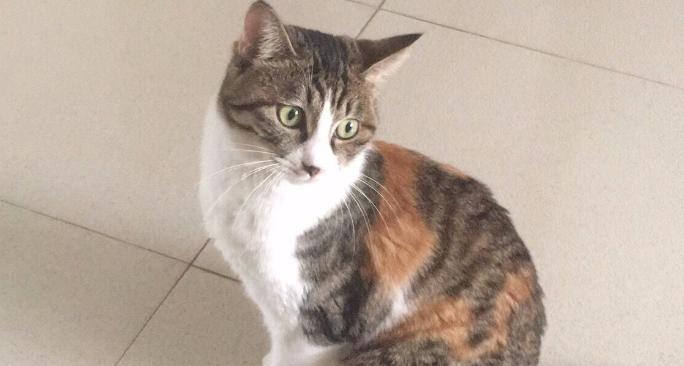 中华田园猫是什么猫种？你不知道的这些知识~
