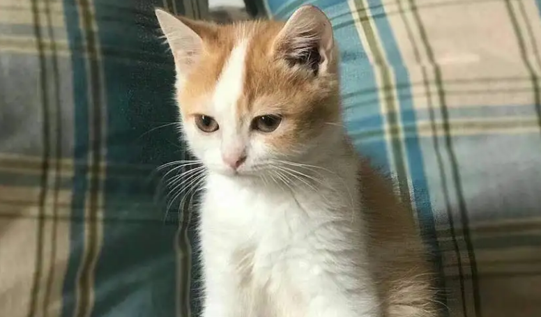 中华田园猫是什么猫种？你不知道的这些知识~