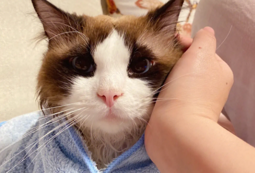 猫为什么不给吹干？是什么原因？