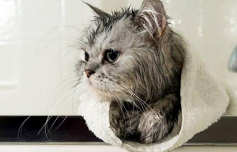 猫为什么不给吹干？是什么原因？