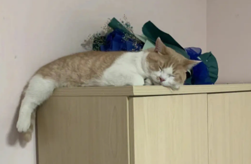 养猫小知识:猫为什么喜欢往高的地方趴着 养猫小知识:猫为什么喜欢往高的地方趴着