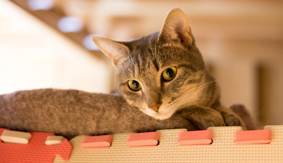 养猫小知识:猫为什么喜欢往高的地方趴着 养猫小知识:猫为什么喜欢往高的地方趴着