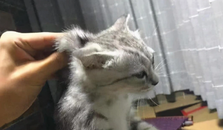 猫咪小贴士：猫为什么抓脖子就老实