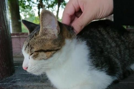 猫咪小贴士：猫为什么抓脖子就老实
