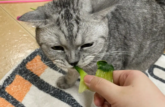 猫为什么喜欢吃青菜叶子？有以下几点原因