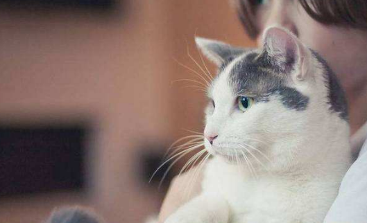 猫为什么不会伤害婴儿，原因有哪些？