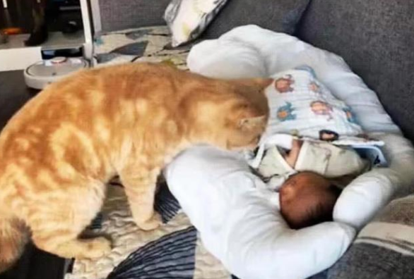 猫为什么不会伤害婴儿，原因有哪些？