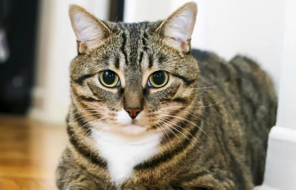 狸花猫为什么一直不停的叫?主人来了解下吧 狸花猫为什么一直不停的叫?主人来了解下吧