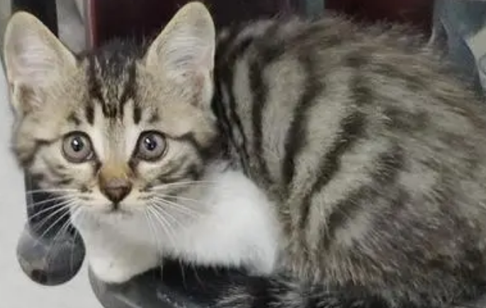 狸花猫为什么一直不停的叫?主人来了解下吧 狸花猫为什么一直不停的叫?主人来了解下吧