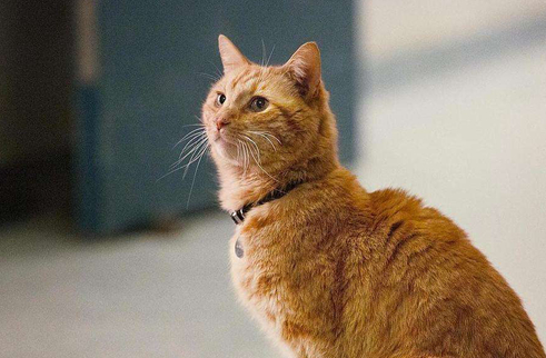 橘猫为什么是噬元兽？感兴趣的来了解下吧