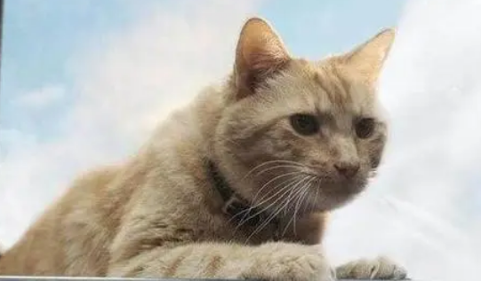 橘猫为什么是噬元兽？感兴趣的来了解下吧