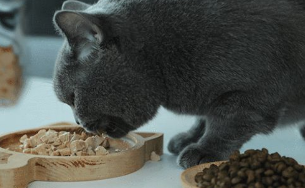 怎么提高猫的免疫力？方法在这里，速来看！