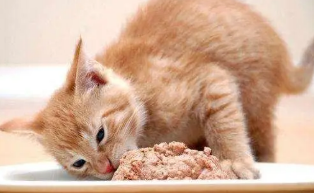 怎么提高猫的免疫力？方法在这里，速来看！