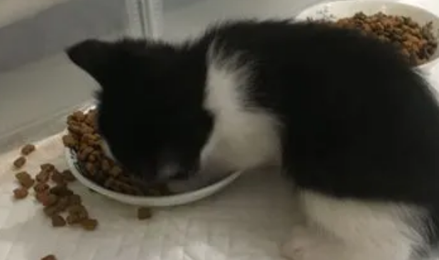 猫每天吃多少猫粮？根据大小来判断