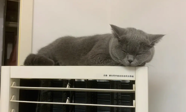 猫咪睡觉乱蹬遗尿什么原因？铲屎官来了解一下