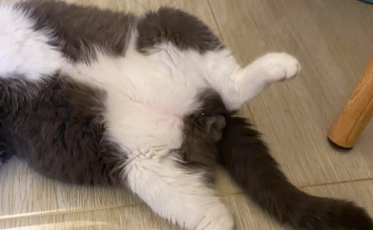 猫咪睡觉乱蹬遗尿什么原因？铲屎官来了解一下