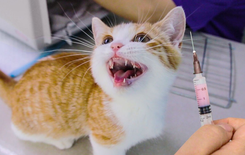 被两个月的小猫咬了要打针吗？要的