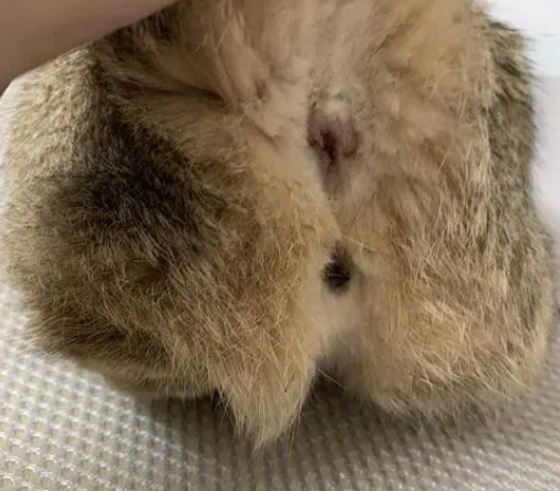 怎么看猫是公是母？这样看