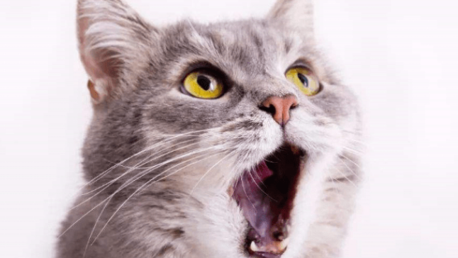 猫咪口臭怎么解决？家里猫咪有口臭问题的快来看看了。