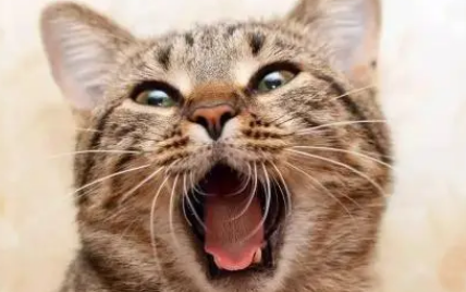 猫咪口臭怎么解决？家里猫咪有口臭问题的快来看看了。