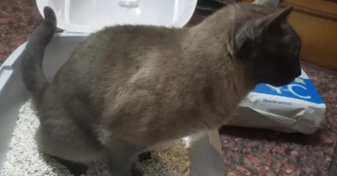 猫咪乱拉乱尿怎么解决?看看你的方法对不对。 猫咪乱拉乱尿怎么解决?看看你的方法对不对。