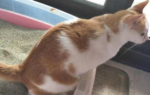 猫咪乱拉乱尿怎么解决?看看你的方法对不对。 猫咪乱拉乱尿怎么解决?看看你的方法对不对。