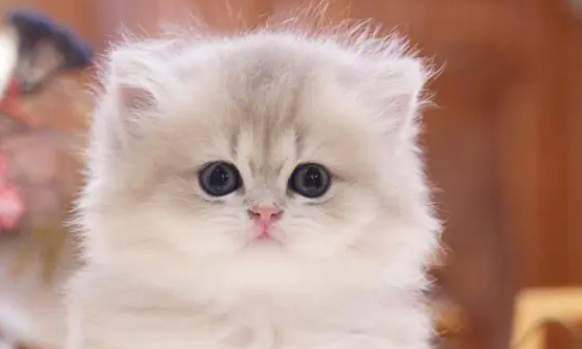 猫和狗的智商哪个高?谁不想养一只聪明的宠物呢? 猫和狗的智商哪个高?谁不想养一只聪明的宠物呢?