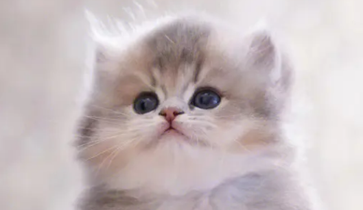 猫和狗的智商哪个高?谁不想养一只聪明的宠物呢? 猫和狗的智商哪个高?谁不想养一只聪明的宠物呢?