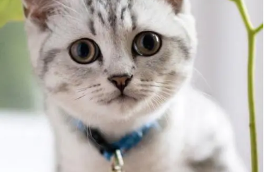 怎么让猫听话一点？我相信很多宠主都有这个烦恼。