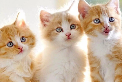 怎么让猫听话一点？我相信很多宠主都有这个烦恼。