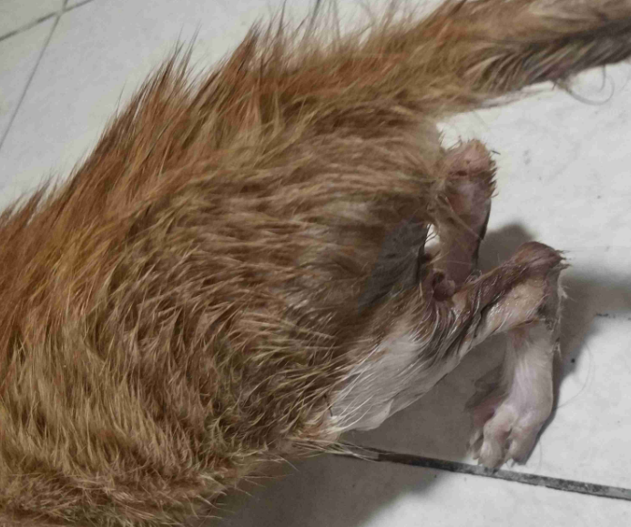 小猫粘上粘鼠板的胶怎么办？这样解决
