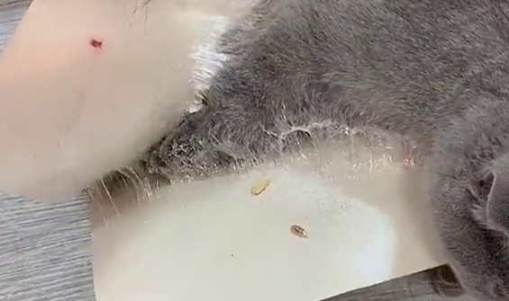 小猫粘上粘鼠板的胶怎么办？这样解决