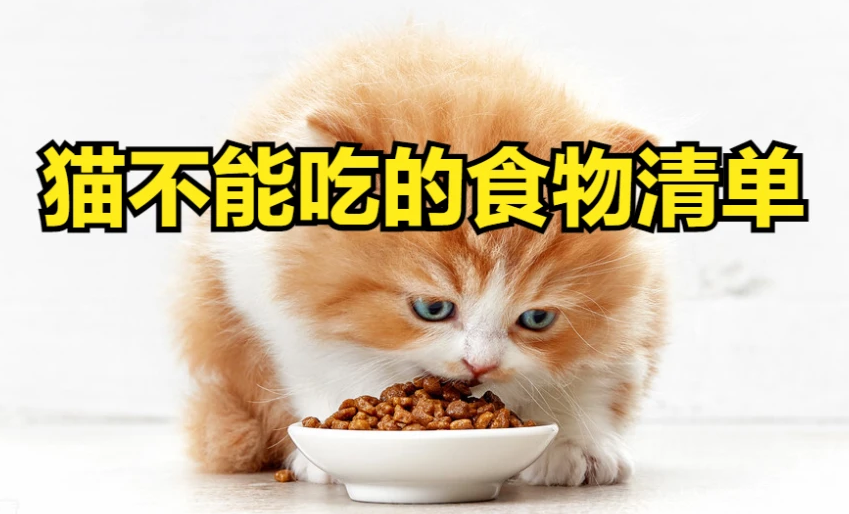 猫不能吃什么食物?有这些 猫不能吃什么食物?有这些